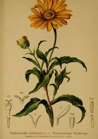 Reproducción/Reproduction 10055710775: Atlas der Alpenflora /. Wien :Eigenthum und Verlag des Deutschen und Oesterr. Alpenvereins,1882.