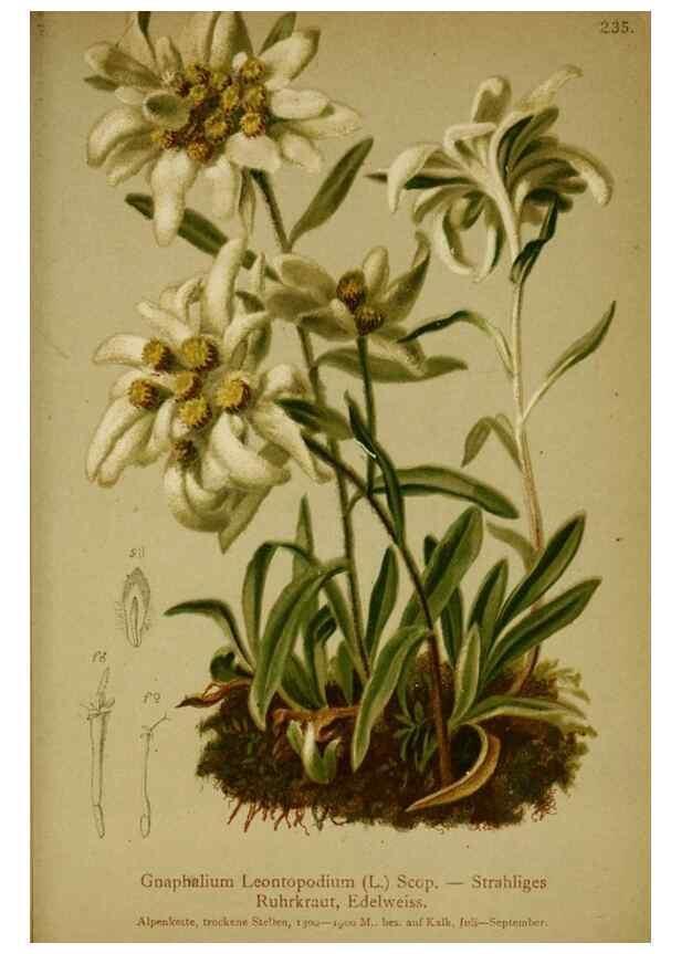 Reproducción/Reproduction 10055713975: Atlas der Alpenflora /. Wien :Eigenthum und Verlag des Deutschen und Oesterr. Alpenvereins,1882.
