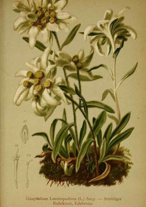 Reproducción/Reproduction 10055713975: Atlas der Alpenflora /. Wien :Eigenthum und Verlag des Deutschen und Oesterr. Alpenvereins,1882.