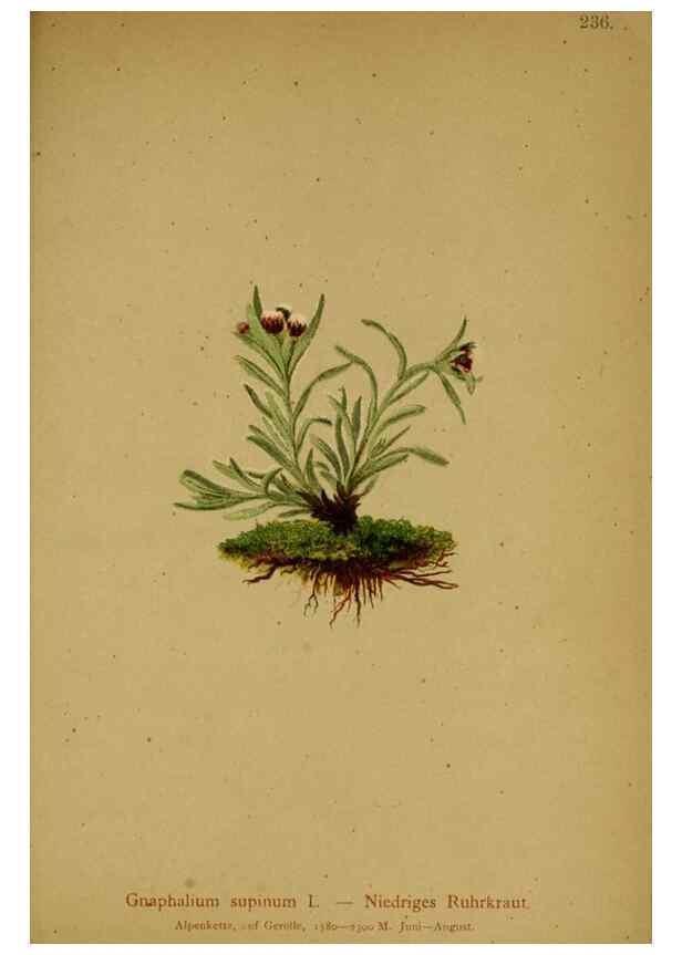 Reproducción/Reproduction 10055716425: Atlas der Alpenflora /. Wien :Eigenthum und Verlag des Deutschen und Oesterr. Alpenvereins,1882.