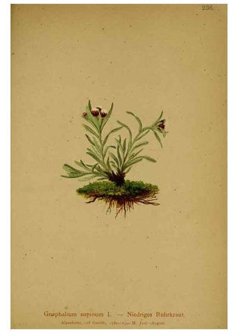 Reproducción/Reproduction 10055716425: Atlas der Alpenflora /. Wien :Eigenthum und Verlag des Deutschen und Oesterr. Alpenvereins,1882.