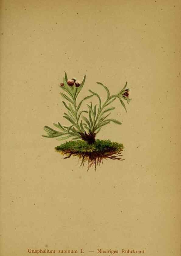 Reproducción/Reproduction 10055716425: Atlas der Alpenflora /. Wien :Eigenthum und Verlag des Deutschen und Oesterr. Alpenvereins,1882.