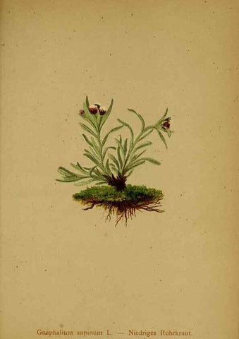 Reproducción/Reproduction 10055716425: Atlas der Alpenflora /. Wien :Eigenthum und Verlag des Deutschen und Oesterr. Alpenvereins,1882.