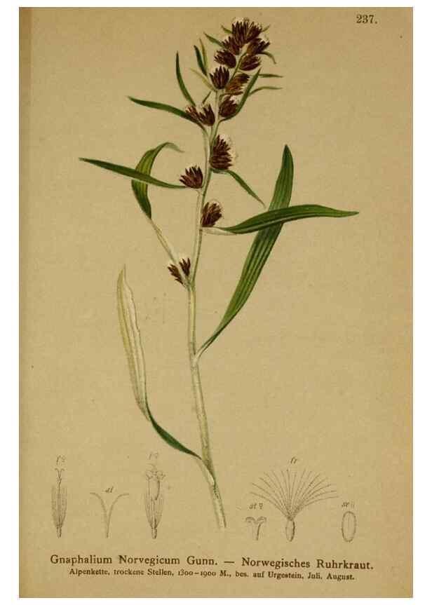 Reproducción/Reproduction 10055690324: Atlas der Alpenflora /. Wien :Eigenthum und Verlag des Deutschen und Oesterr. Alpenvereins,1882.