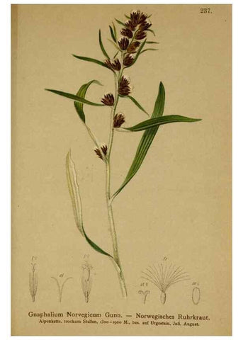 Reproducción/Reproduction 10055690324: Atlas der Alpenflora /. Wien :Eigenthum und Verlag des Deutschen und Oesterr. Alpenvereins,1882.