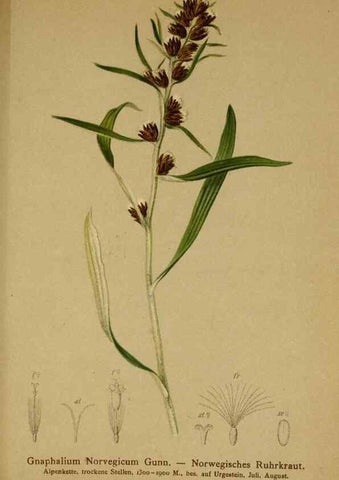 Reproducción/Reproduction 10055690324: Atlas der Alpenflora /. Wien :Eigenthum und Verlag des Deutschen und Oesterr. Alpenvereins,1882.