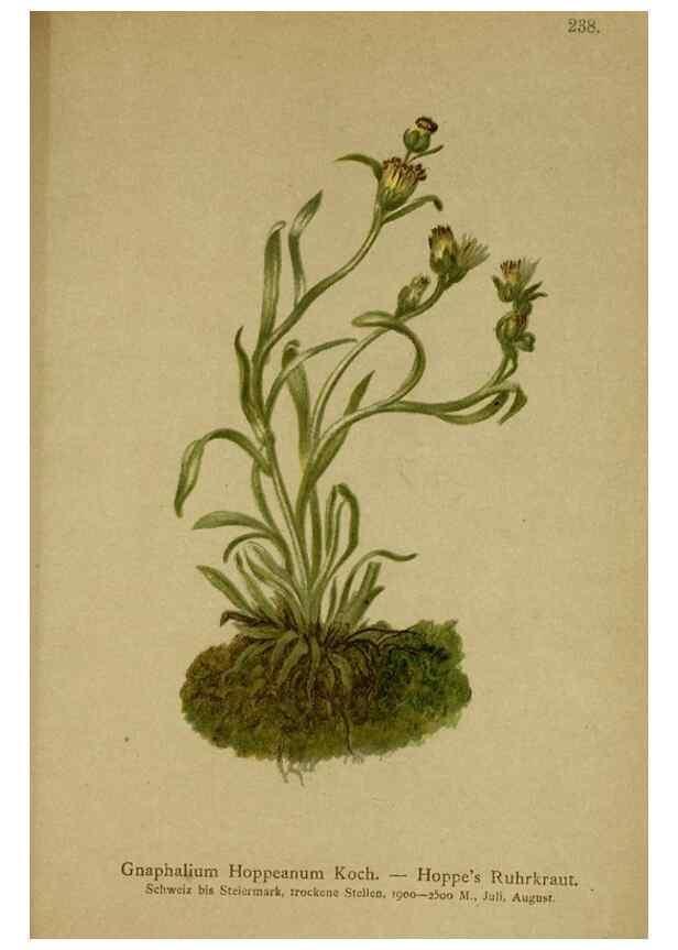 Reproducción/Reproduction 10055721695: Atlas der Alpenflora /. Wien :Eigenthum und Verlag des Deutschen und Oesterr. Alpenvereins,1882.