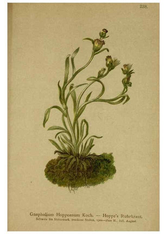 Reproducción/Reproduction 10055721695: Atlas der Alpenflora /. Wien :Eigenthum und Verlag des Deutschen und Oesterr. Alpenvereins,1882.