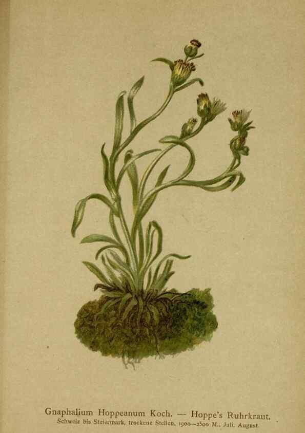 Reproducción/Reproduction 10055721695: Atlas der Alpenflora /. Wien :Eigenthum und Verlag des Deutschen und Oesterr. Alpenvereins,1882.