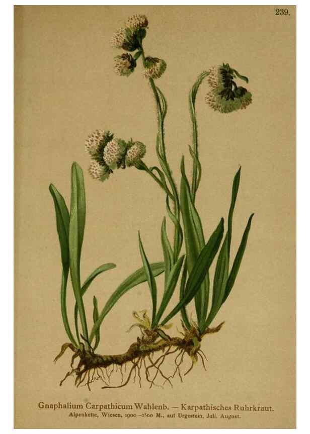 Reproducción/Reproduction 10055724045: Atlas der Alpenflora /. Wien :Eigenthum und Verlag des Deutschen und Oesterr. Alpenvereins,1882.
