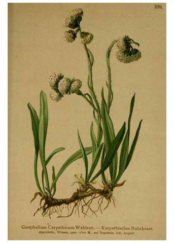 Reproducción/Reproduction 10055724045: Atlas der Alpenflora /. Wien :Eigenthum und Verlag des Deutschen und Oesterr. Alpenvereins,1882.