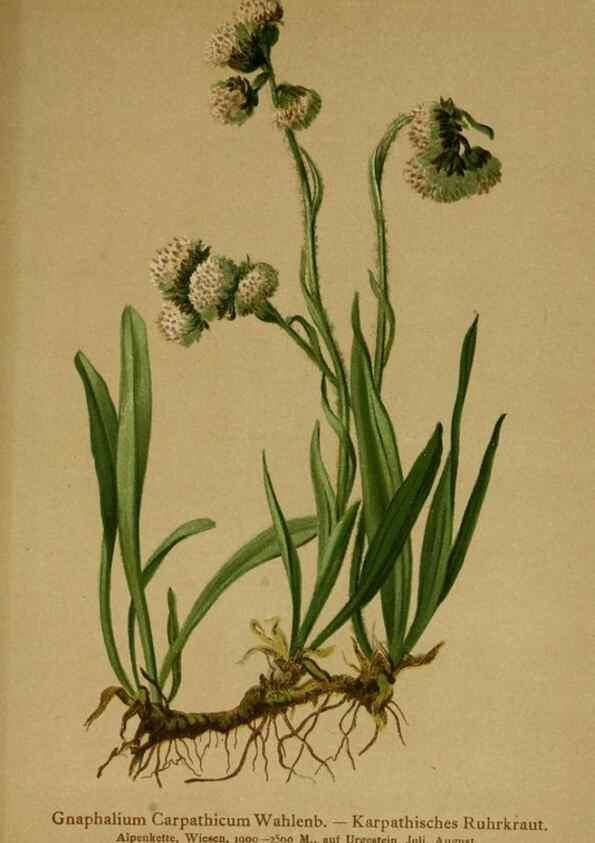 Reproducción/Reproduction 10055724045: Atlas der Alpenflora /. Wien :Eigenthum und Verlag des Deutschen und Oesterr. Alpenvereins,1882.