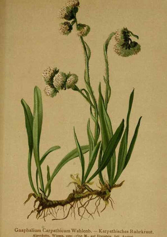 Reproducción/Reproduction 10055724045: Atlas der Alpenflora /. Wien :Eigenthum und Verlag des Deutschen und Oesterr. Alpenvereins,1882.
