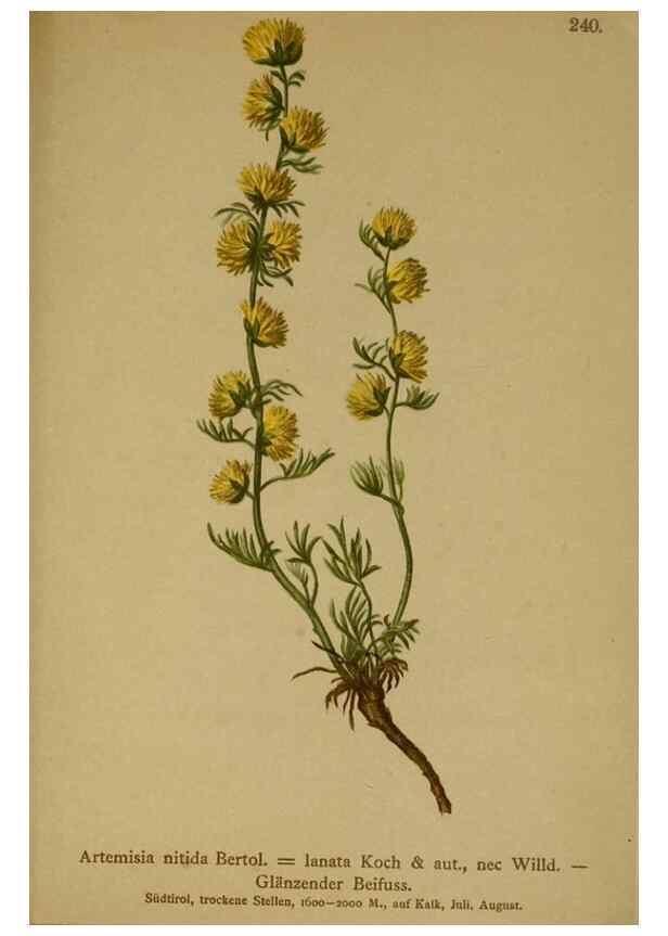 Reproducción/Reproduction 10055726635: Atlas der Alpenflora /. Wien :Eigenthum und Verlag des Deutschen und Oesterr. Alpenvereins,1882.