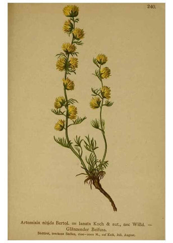 Reproducción/Reproduction 10055726635: Atlas der Alpenflora /. Wien :Eigenthum und Verlag des Deutschen und Oesterr. Alpenvereins,1882.