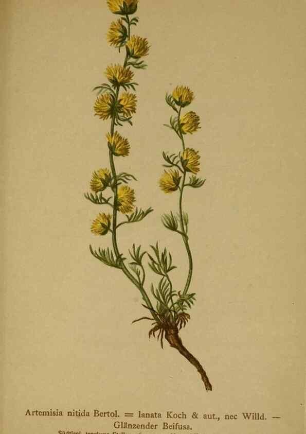 Reproducción/Reproduction 10055726635: Atlas der Alpenflora /. Wien :Eigenthum und Verlag des Deutschen und Oesterr. Alpenvereins,1882.