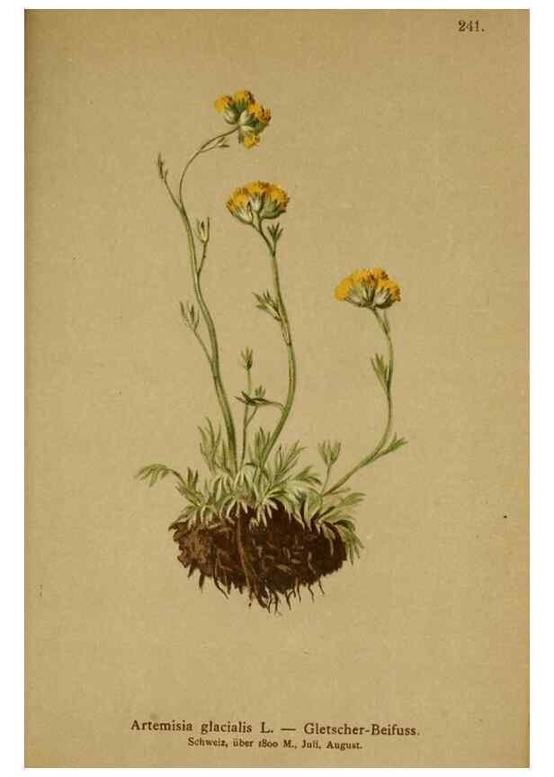 Reproducción/Reproduction 10055700604: Atlas der Alpenflora /. Wien :Eigenthum und Verlag des Deutschen und Oesterr. Alpenvereins,1882.