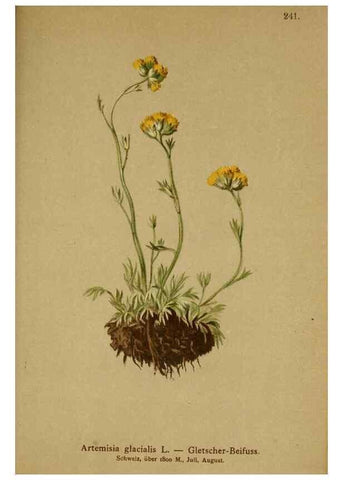 Reproducción/Reproduction 10055700604: Atlas der Alpenflora /. Wien :Eigenthum und Verlag des Deutschen und Oesterr. Alpenvereins,1882.