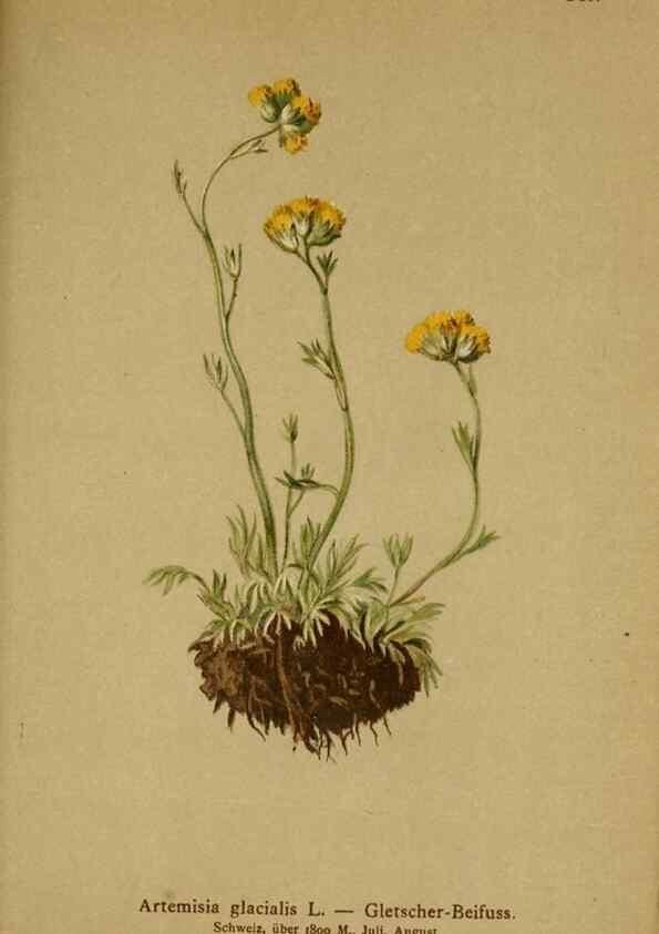 Reproducción/Reproduction 10055700604: Atlas der Alpenflora /. Wien :Eigenthum und Verlag des Deutschen und Oesterr. Alpenvereins,1882.