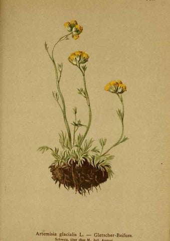 Reproducción/Reproduction 10055700604: Atlas der Alpenflora /. Wien :Eigenthum und Verlag des Deutschen und Oesterr. Alpenvereins,1882.