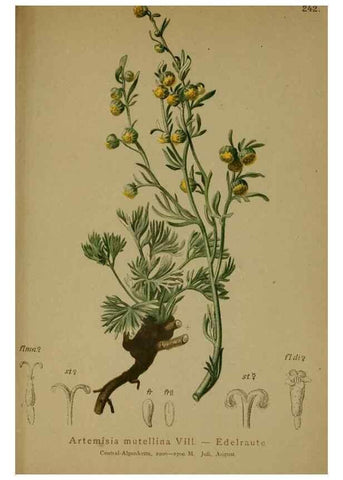 Reproducción/Reproduction 10055731525: Atlas der Alpenflora /. Wien :Eigenthum und Verlag des Deutschen und Oesterr. Alpenvereins,1882.