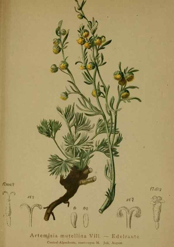 Reproducción/Reproduction 10055731525: Atlas der Alpenflora /. Wien :Eigenthum und Verlag des Deutschen und Oesterr. Alpenvereins,1882.