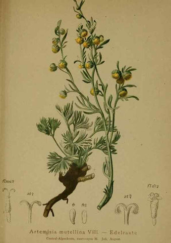 Reproducción/Reproduction 10055731525: Atlas der Alpenflora /. Wien :Eigenthum und Verlag des Deutschen und Oesterr. Alpenvereins,1882.