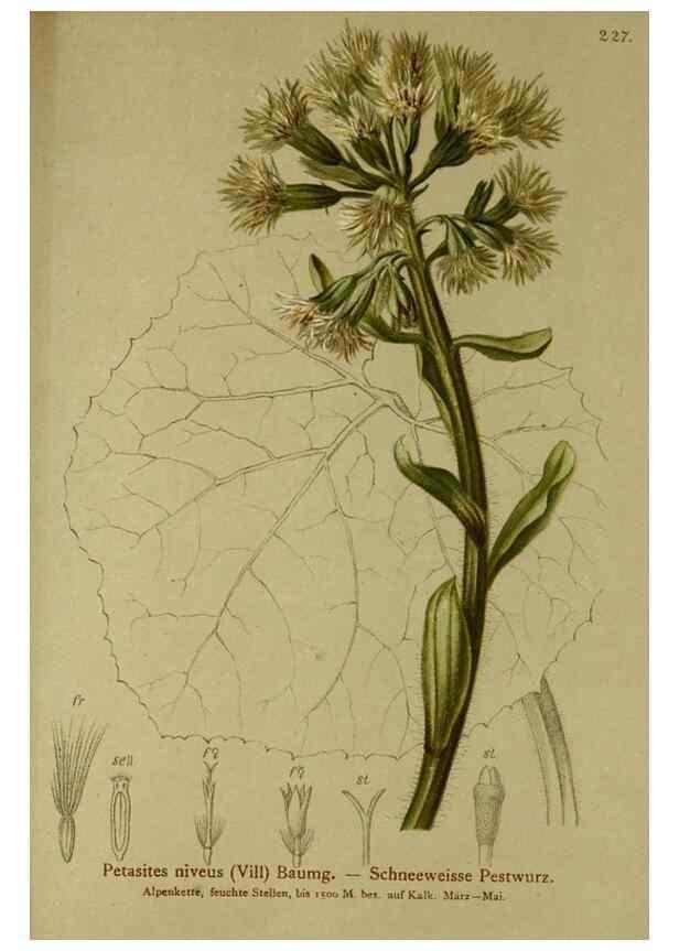 Reproducción/Reproduction 10055664564: Atlas der Alpenflora /. Wien :Eigenthum und Verlag des Deutschen und Oesterr. Alpenvereins,1882.