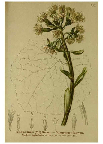 Reproducción/Reproduction 10055664564: Atlas der Alpenflora /. Wien :Eigenthum und Verlag des Deutschen und Oesterr. Alpenvereins,1882.