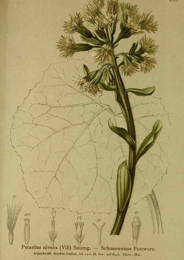 Reproducción/Reproduction 10055664564: Atlas der Alpenflora /. Wien :Eigenthum und Verlag des Deutschen und Oesterr. Alpenvereins,1882.