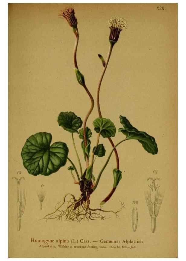 Reproducción/Reproduction 10055793453: Atlas der Alpenflora /. Wien :Eigenthum und Verlag des Deutschen und Oesterr. Alpenvereins,1882.