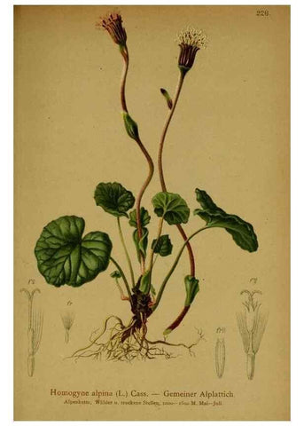 Reproducción/Reproduction 10055793453: Atlas der Alpenflora /. Wien :Eigenthum und Verlag des Deutschen und Oesterr. Alpenvereins,1882.