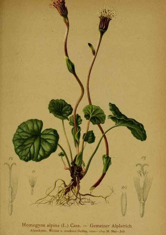 Reproducción/Reproduction 10055793453: Atlas der Alpenflora /. Wien :Eigenthum und Verlag des Deutschen und Oesterr. Alpenvereins,1882.