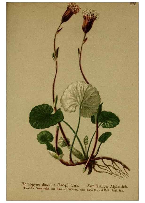 Reproducción/Reproduction 10055729876: Atlas der Alpenflora /. Wien :Eigenthum und Verlag des Deutschen und Oesterr. Alpenvereins,1882.