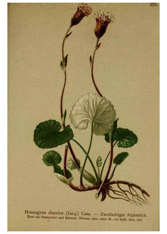 Reproducción/Reproduction 10055729876: Atlas der Alpenflora /. Wien :Eigenthum und Verlag des Deutschen und Oesterr. Alpenvereins,1882.