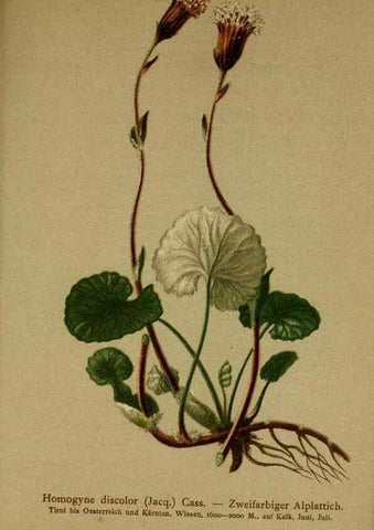 Reproducción/Reproduction 10055729876: Atlas der Alpenflora /. Wien :Eigenthum und Verlag des Deutschen und Oesterr. Alpenvereins,1882.