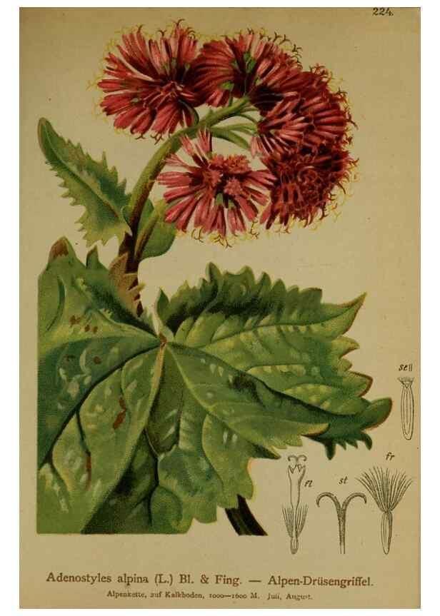Reproducción/Reproduction 10055726936: Atlas der Alpenflora /. Wien :Eigenthum und Verlag des Deutschen und Oesterr. Alpenvereins,1882.