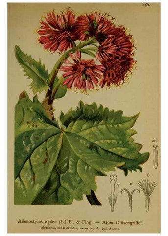 Reproducción/Reproduction 10055726936: Atlas der Alpenflora /. Wien :Eigenthum und Verlag des Deutschen und Oesterr. Alpenvereins,1882.