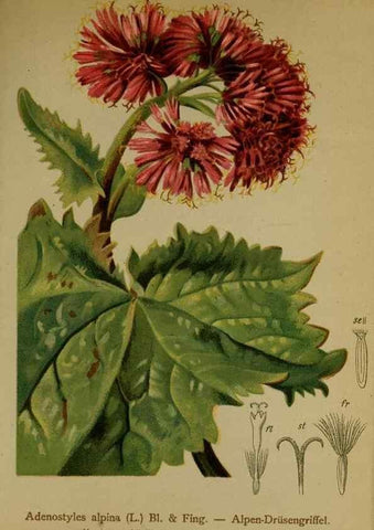 Reproducción/Reproduction 10055726936: Atlas der Alpenflora /. Wien :Eigenthum und Verlag des Deutschen und Oesterr. Alpenvereins,1882.