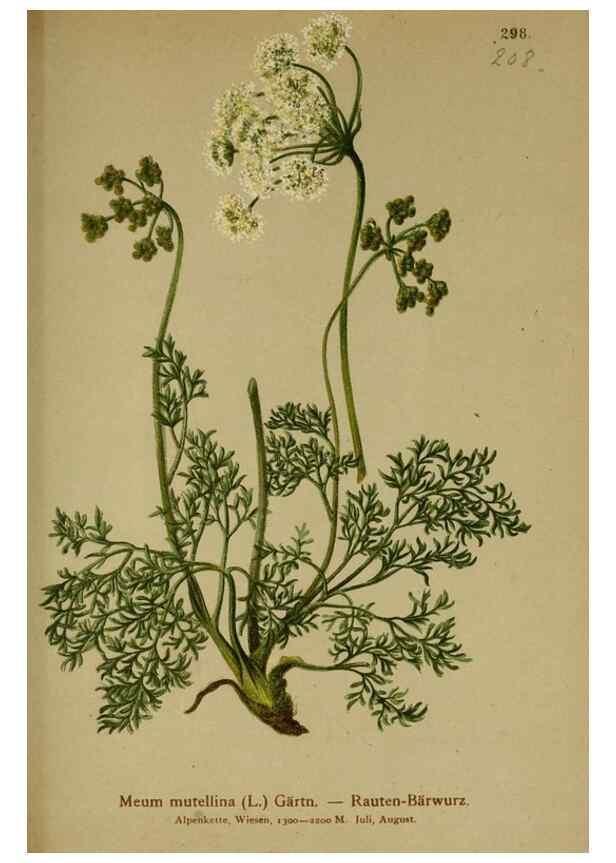 Reproducción/Reproduction 10055739033: Atlas der Alpenflora /. Wien :Eigenthum und Verlag des Deutschen und Oesterr. Alpenvereins,1882.