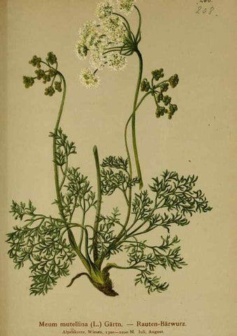 Reproducción/Reproduction 10055739033: Atlas der Alpenflora /. Wien :Eigenthum und Verlag des Deutschen und Oesterr. Alpenvereins,1882.