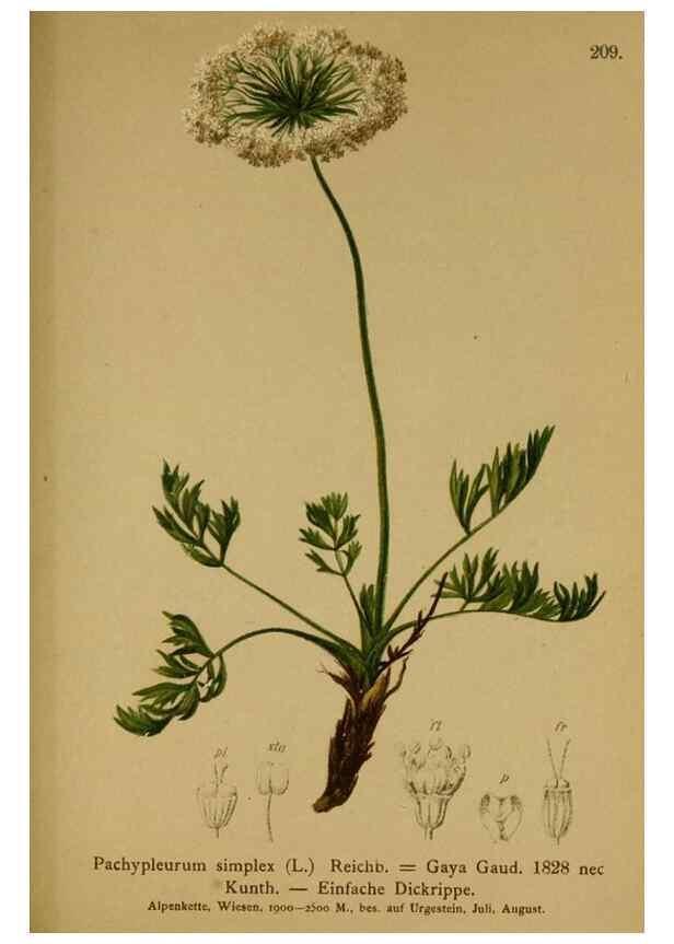 Reproducción/Reproduction 10055636205: Atlas der Alpenflora /. Wien :Eigenthum und Verlag des Deutschen und Oesterr. Alpenvereins,1882.
