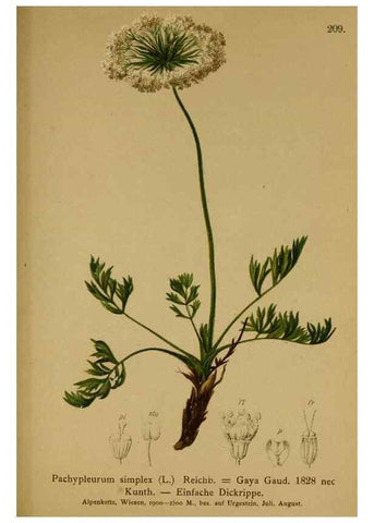 Reproducción/Reproduction 10055636205: Atlas der Alpenflora /. Wien :Eigenthum und Verlag des Deutschen und Oesterr. Alpenvereins,1882.
