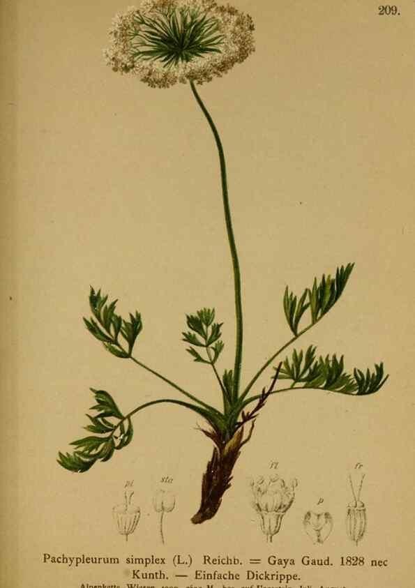 Reproducción/Reproduction 10055636205: Atlas der Alpenflora /. Wien :Eigenthum und Verlag des Deutschen und Oesterr. Alpenvereins,1882.