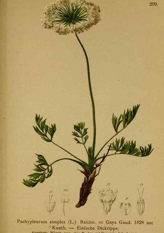 Reproducción/Reproduction 10055636205: Atlas der Alpenflora /. Wien :Eigenthum und Verlag des Deutschen und Oesterr. Alpenvereins,1882.