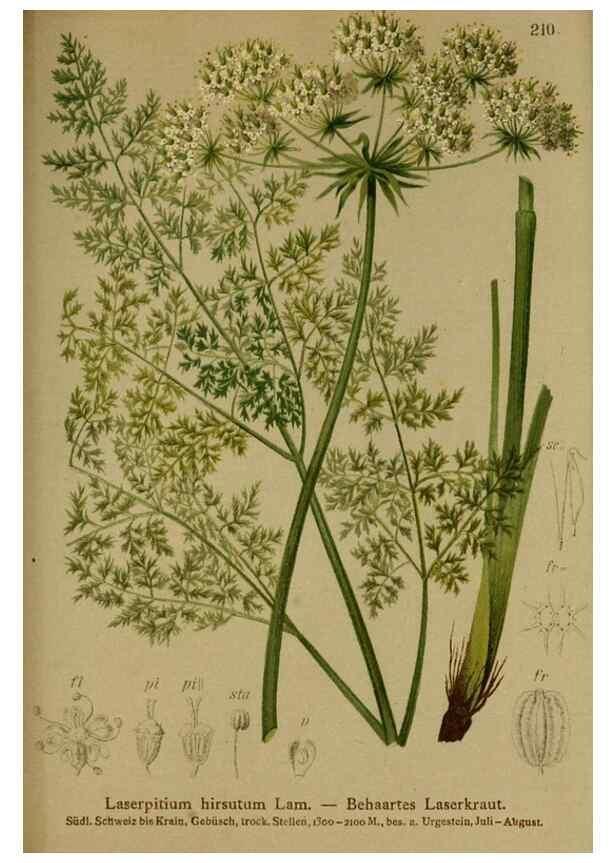 Reproducción/Reproduction 10055639985: Atlas der Alpenflora /. Wien :Eigenthum und Verlag des Deutschen und Oesterr. Alpenvereins,1882.