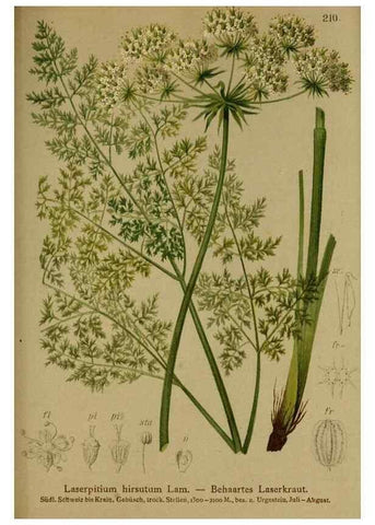 Reproducción/Reproduction 10055639985: Atlas der Alpenflora /. Wien :Eigenthum und Verlag des Deutschen und Oesterr. Alpenvereins,1882.