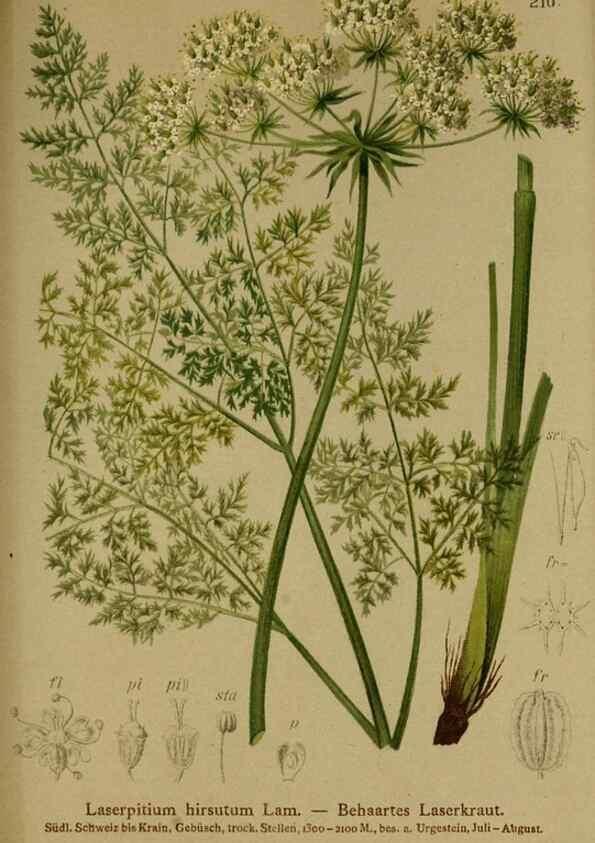 Reproducción/Reproduction 10055639985: Atlas der Alpenflora /. Wien :Eigenthum und Verlag des Deutschen und Oesterr. Alpenvereins,1882.