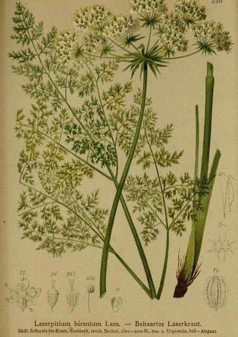 Reproducción/Reproduction 10055639985: Atlas der Alpenflora /. Wien :Eigenthum und Verlag des Deutschen und Oesterr. Alpenvereins,1882.