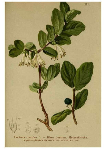 Reproducción/Reproduction 10055616424: Atlas der Alpenflora /. Wien :Eigenthum und Verlag des Deutschen und Oesterr. Alpenvereins,1882.